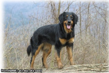 Hovawart Hunde Foto 4054 Hovawart