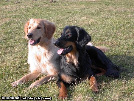 Hovawart Hunde Foto 4041 Hovawart