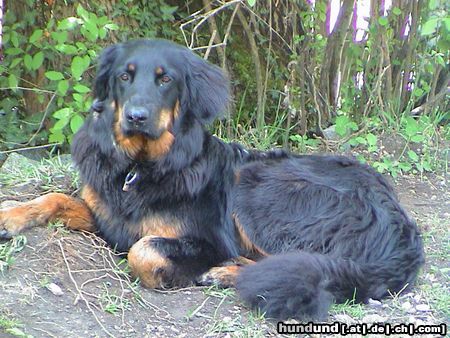Hovawart Hunde Foto 15921 in höherer Auflösung ansehen Hovawart