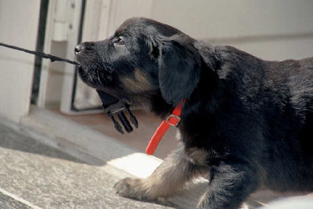 Hovawart Hunde Foto 35651 in höherer Auflösung ansehen Hovawart Amor, 5 Wochen alt