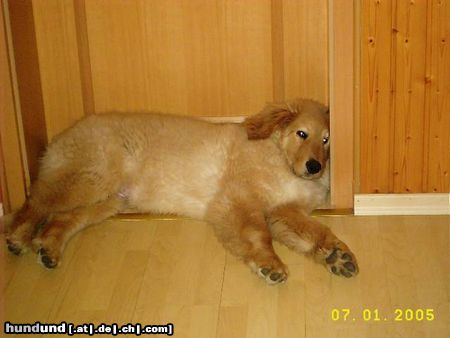 Hovawart Hunde Foto 17663 Hovawart Kenny aus Eisenach