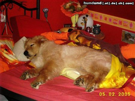 Hovawart Hunde Foto 23080 Hovawart Unsere Zwergnase
