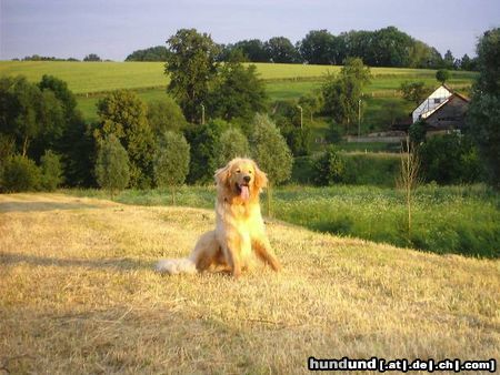 Hovawart Hunde Foto 23079 Hovawart Unsere Zwergnase