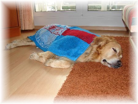Hovawart Hunde Foto 34356 Hovawart mein Hovi in unserer Ferienwohnung Bad Saarow nach einem Platzregen 2006