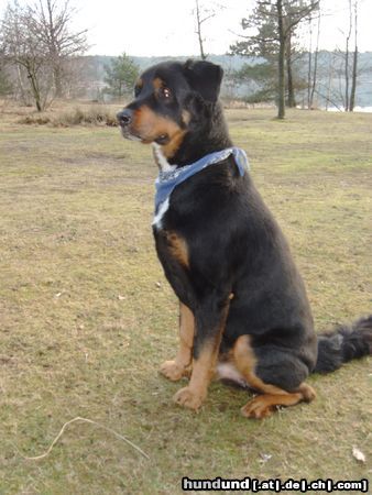 Hovawart BALOU, 7 Jahre, im Sommer geschoren, hervorragender Familienhund