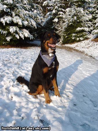 Hovawart Hunde Foto 17788 Hovawart BALOU, 7 Jahre, im Sommer geschoren, hervorragender Familienhund