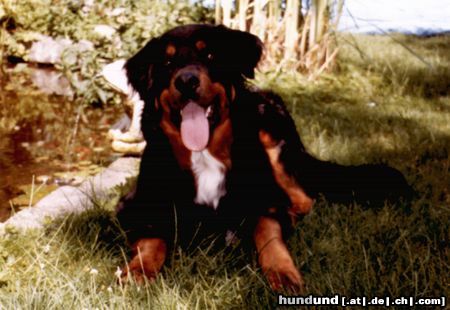 Hovawart Hunde Foto 17789 Hovawart BALOU, 7 Jahre, im Sommer geschoren, hervorragender Familienhund
