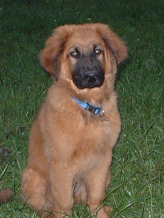 Hovawart Hunde Foto 27516 Hovawart Balou Hovi-Schäferhundmix 15 Wochen