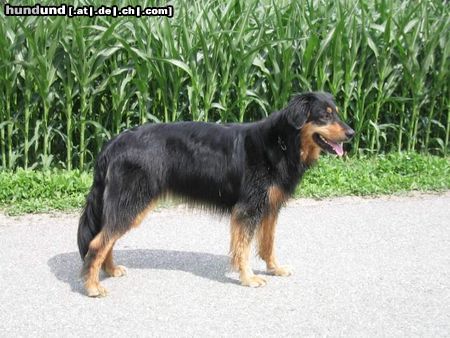 Hovawart Hunde Foto 11686 Hovawart Cera von der Grunenburg