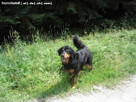 Hovawart Hunde Foto 11687 Hovawart Cera von der Grunenburg