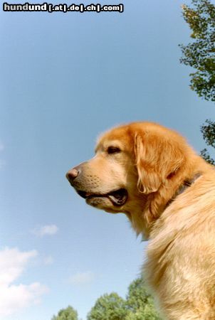Hovawart Hunde Foto 9039 Hovawart Chester vom Cheiserspon