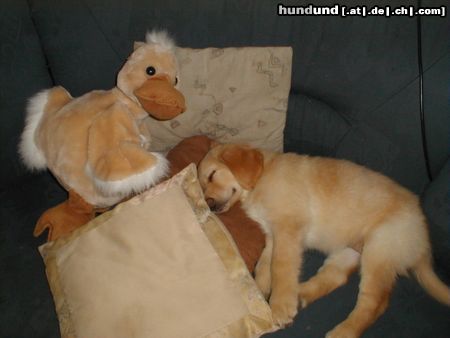 Hovawart Hunde Foto 16342 Hovawart dream