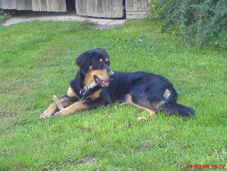Hovawart Hunde Foto 37417 in höherer Auflösung ansehen Hovawart Das ist unser Blacky