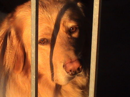 Hovawart Hunde Foto 32410 in höherer Auflösung ansehen Hovawart Jonas auf Wachstation