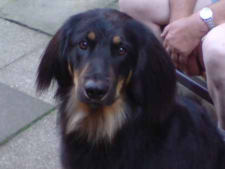 Hovawart Hunde Foto 40894 in höherer Auflösung ansehen Hovawart Amie vom Kiefernhof 1Jahr 6 Monate