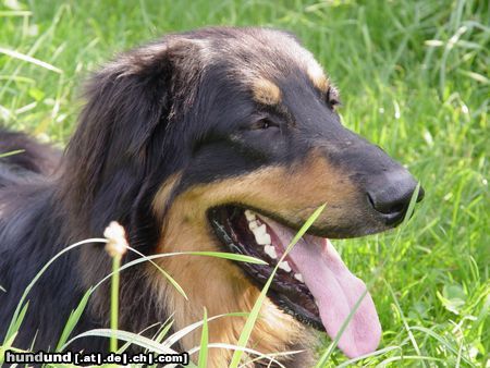 Hovawart Hunde Foto 15435 in höherer Auflösung ansehen Hovawart Bully von der Taidinger Sonnenhöhe