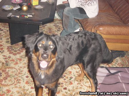 Hovawart Hunde Foto 19985 in höherer Auflösung ansehen Hovawart das is unser gandalf 10monate