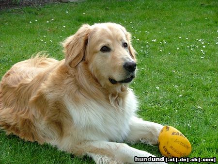 Hovawart Hunde Foto 18477 in höherer Auflösung ansehen Hovawart unser Barnie