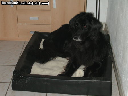 Hovawart Hunde Foto 26507 in höherer Auflösung ansehen Hovawart Falco (gestorben, wir behalten in Erinnerung)