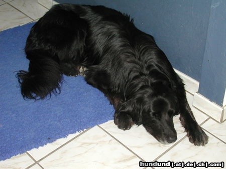 Hovawart Hunde Foto 26508 in höherer Auflösung ansehen Hovawart Falco (gestorben, wir behalten in Erinnerung)