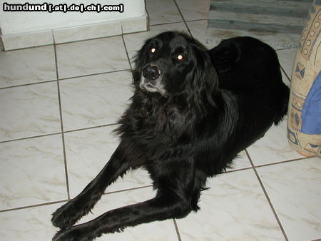 Hovawart Hunde Foto 26509 in höherer Auflösung ansehen Hovawart Falco (gestorben, wir behalten in Erinnerung)