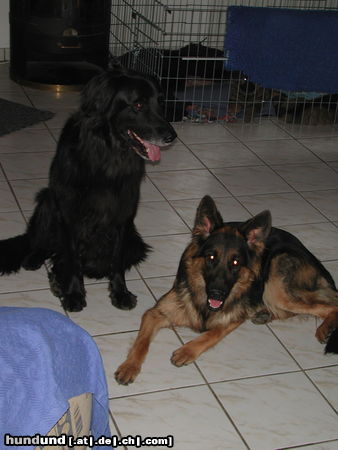 Hovawart Hunde Foto 26510 in höherer Auflösung ansehen Hovawart Falco (gestorben, wir behalten in Erinnerung)