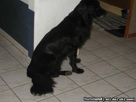 Hovawart Hunde Foto 26511 in höherer Auflösung ansehen Hovawart Falco (gestorben, wir behalten in Erinnerung)