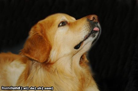 Hovawart Hunde Foto 20446 in höherer Auflösung ansehen Hovawart CACIB Erfurt 2005