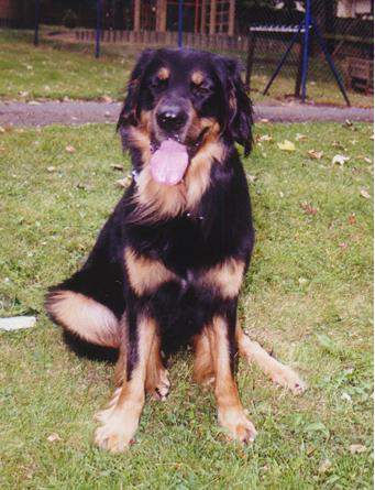 Hovawart Hunde Foto 913 Hovawart Dino, 5 jähr. Hovawartrüde