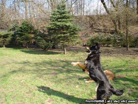 Hovawart Hunde Foto 20252 in höherer Auflösung ansehen Hovawart ballverrückt