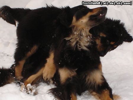 Hovawart Hunde Foto 18910 in höherer Auflösung ansehen Hovawart gemeinsames toben im Schnee