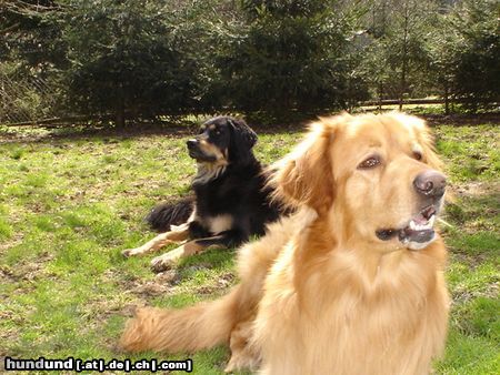 Hovawart Hunde Foto 20247 in höherer Auflösung ansehen Hovawart Cynthia und Cliff
