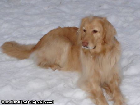 Hovawart Hunde Foto 18851 in höherer Auflösung ansehen Hovawart bitte nicht stören