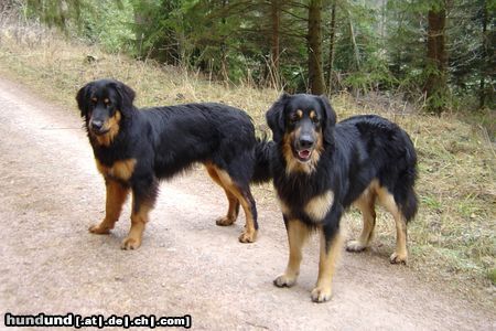 Hovawart Hunde Foto 7668 Hovawart Jason und Dustyn, zwei sm-Hovis, 2 einhalb Jahre / 9 Monate alt