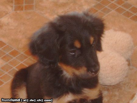 Hovawart Hunde Foto 20415 in höherer Auflösung ansehen Hovawart Easy v. Hegebachtal
