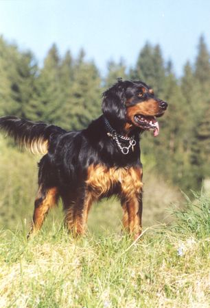 Hovawart Hunde Foto 2030 Hovawart Elvis P. von Aichberg