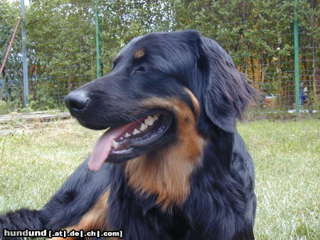 Hovawart Hunde Foto 24396 Hovawart mezzaluna von der marienmühle