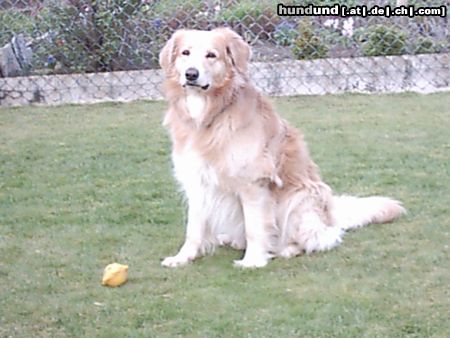 Hovawart Hunde Foto 11921 Hovawart Mein Murphy !!!