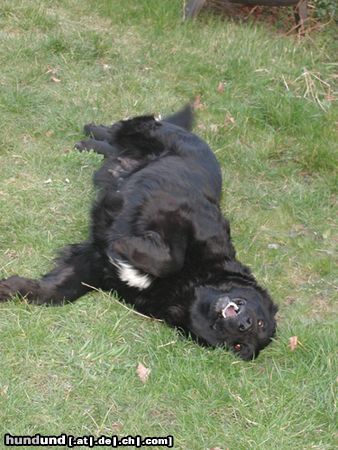 Hovawart Hunde Foto 20141 in höherer Auflösung ansehen Hovawart Geena:
