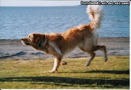 Hovawart Hunde Foto 17470 Hovawart 'Eigentlich sollte ich mal ein Springbock werden'