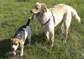 Hovawart Hunde Foto 35158 Hovawart Cato und Beagle Hexe