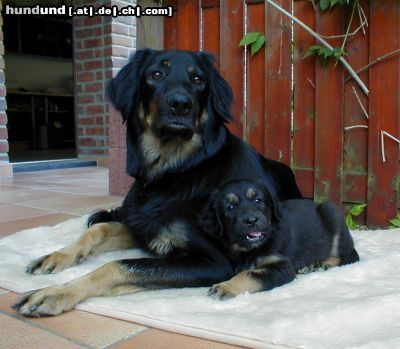 Hovawart Hunde Foto 9881 Hovawart Knuffi!