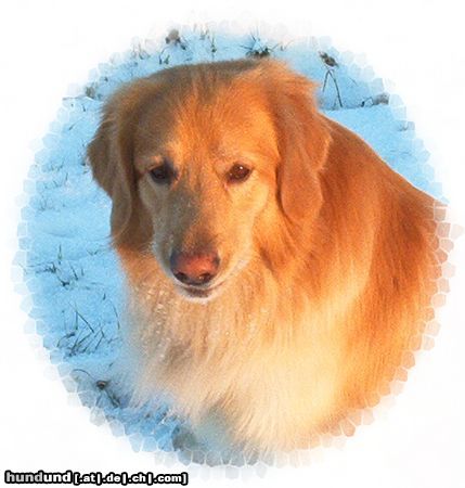 Hovawart Hunde Foto 16340 Hovawart dream