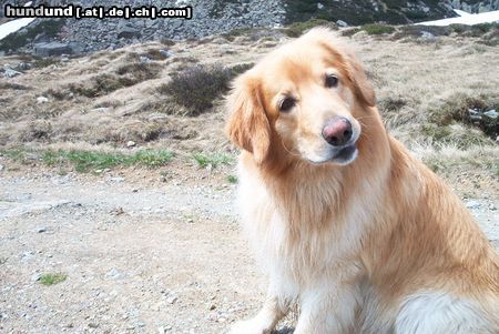Hovawart Hunde Foto 15015 in höherer Auflösung ansehen Hovawart Cismo von Erlenstein WM2004