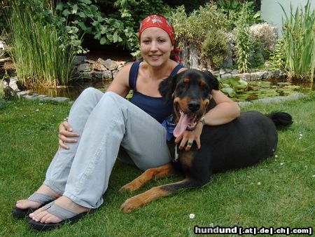 Hovawart Hunde Foto 17785 in höherer Auflösung ansehen Hovawart BALOU, 7 Jahre, im Sommer geschoren, hervorragender Familienhund