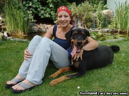 Hovawart BALOU, 7 Jahre, im Sommer geschoren, hervorragender Familienhund