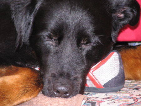 Hovawart Hunde Foto 33524 in höherer Auflösung ansehen Hovawart arko träumt vom hundewettrennen!!!
