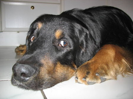 Hovawart Hunde Foto 43496 Hovawart Ich wars nicht