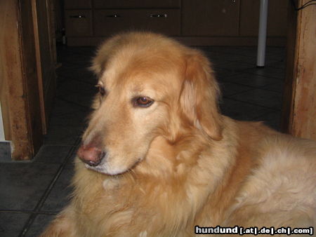 Hovawart Hunde Foto 26263 in höherer Auflösung ansehen Hovawart ARCO (Edwin von der Brennheide)