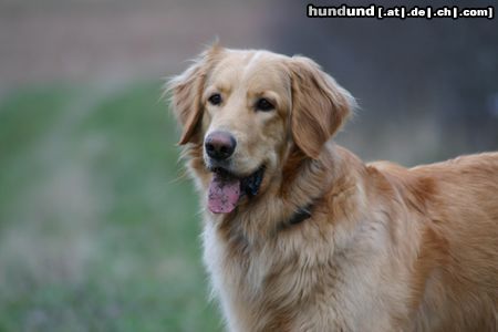 Hovawart Hunde Foto 11312 Hovawart ?!